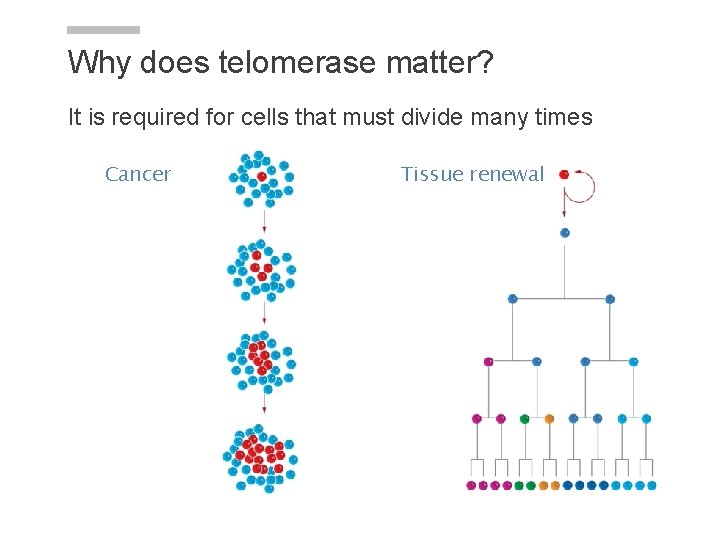 Why does telomerase matter? It is required for cells that must divide many times Why does telomerase matter? It is required for cells that must divide many times