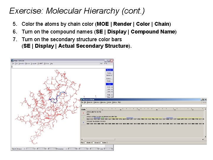 Exercise: Molecular Hierarchy (cont. ) 5. Color the atoms by chain color (MOE |