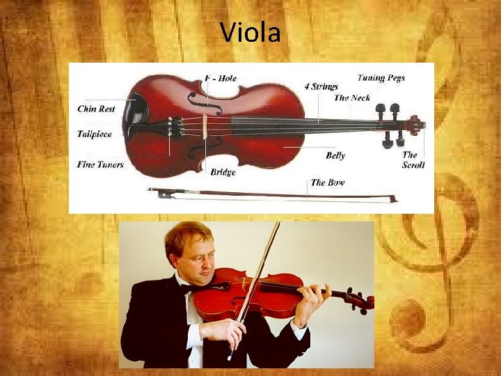 Viola 