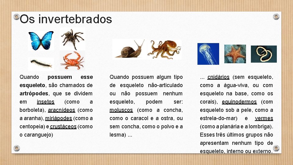 Os invertebrados Quando possuem esse Quando possuem algum tipo . . . cnidários (sem