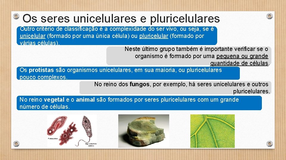 Os seres unicelulares e pluricelulares Outro critério de classificação é a complexidade do ser