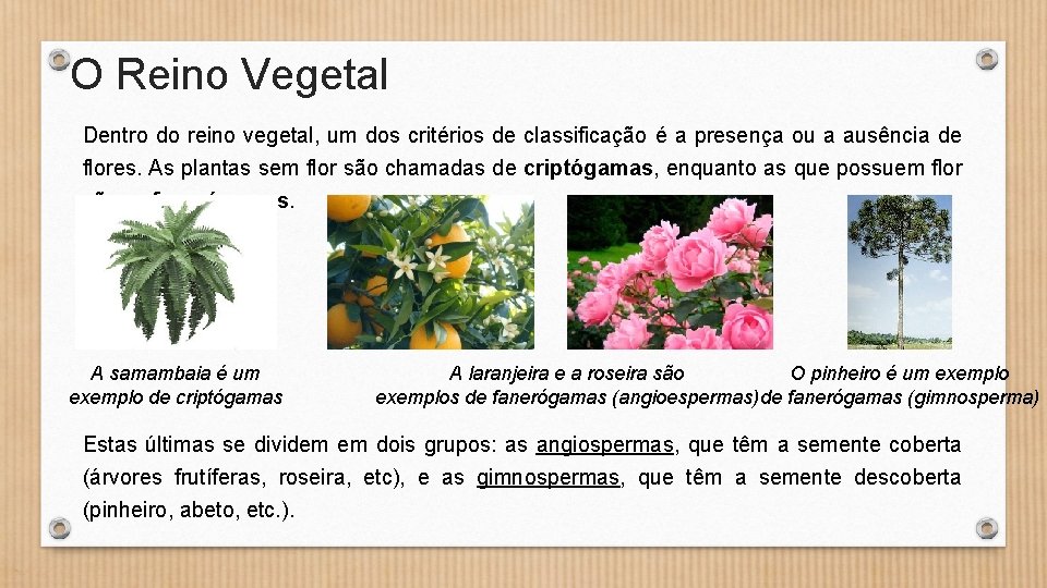 O Reino Vegetal Dentro do reino vegetal, um dos critérios de classificação é a