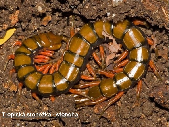 Tropická stonožka - stonoha 