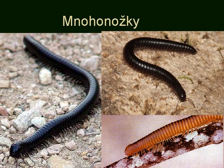 Mnohonožky 