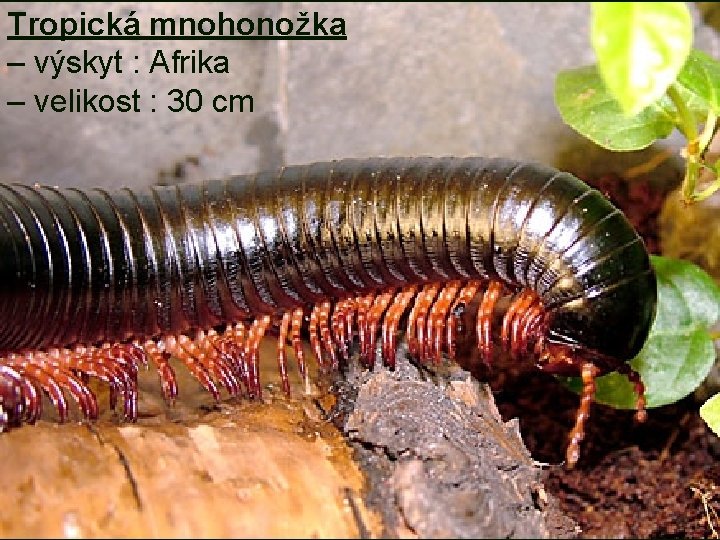 Tropická mnohonožka – výskyt : Afrika – velikost : 30 cm 