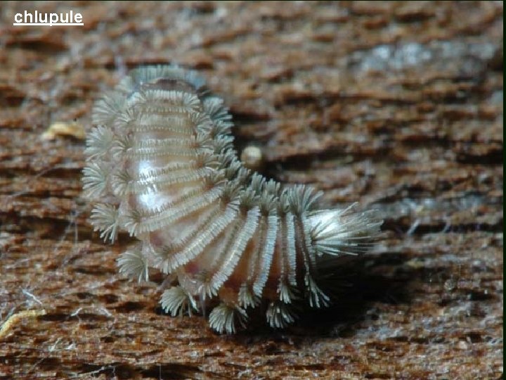 chlupule 