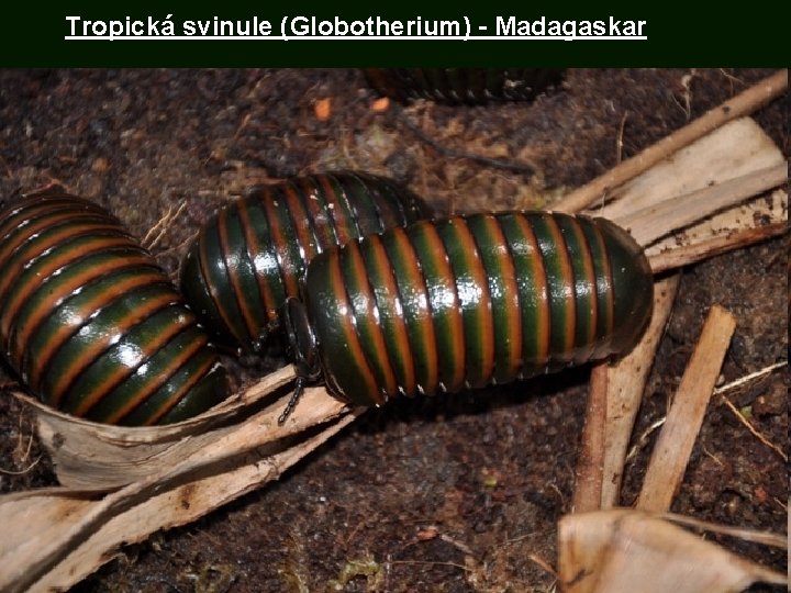 Tropická svinule (Globotherium) - Madagaskar 
