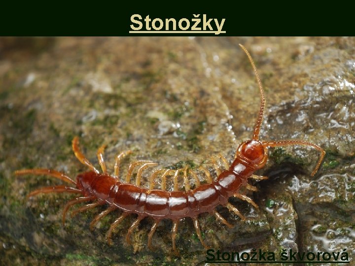 Stonožky Stonožka škvorová 