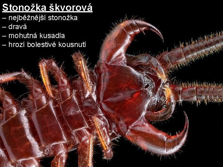 Stonožka škvorová – nejběžnější stonožka – dravá – mohutná kusadla – hrozí bolestivé kousnutí