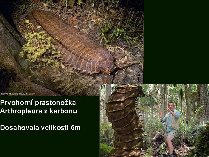 Prvohorní prastonožka Arthropleura z karbonu Dosahovala velikosti 5 m 