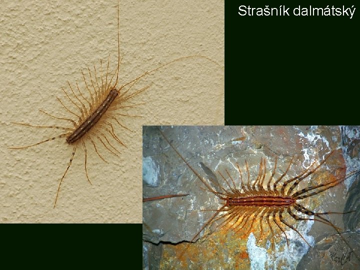 Strašník dalmátský 