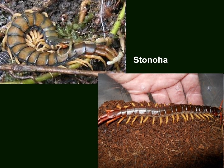 Stonoha 
