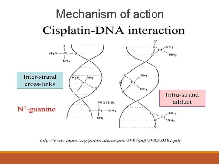 Mechanism of action • 