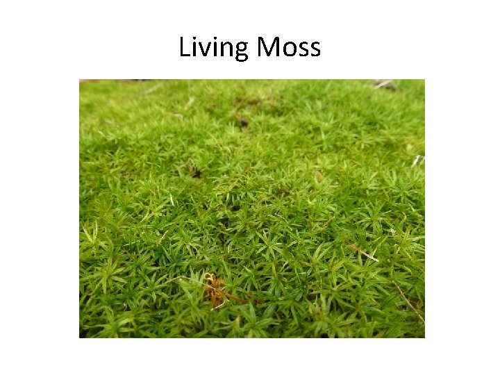 Living Moss 