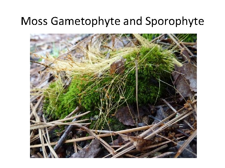 Moss Gametophyte and Sporophyte 