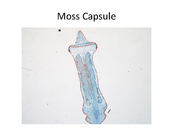 Moss Capsule 