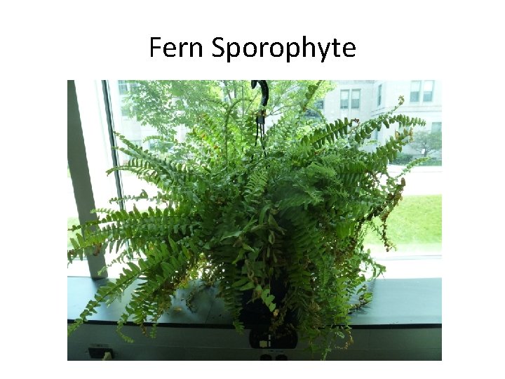 Fern Sporophyte 