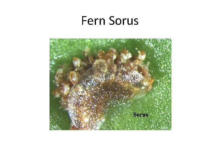 Fern Sorus 