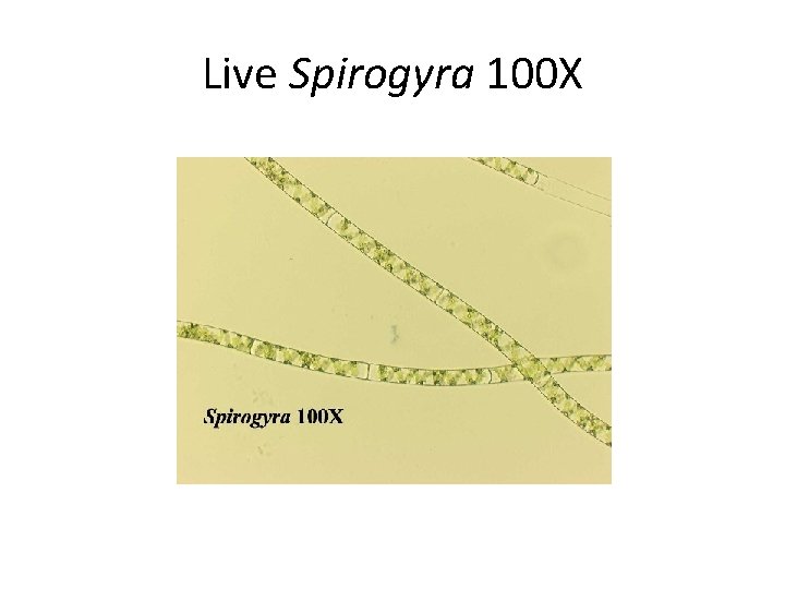 Live Spirogyra 100 X 