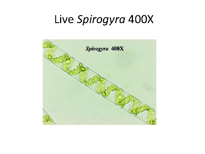  Live Spirogyra 400 X 