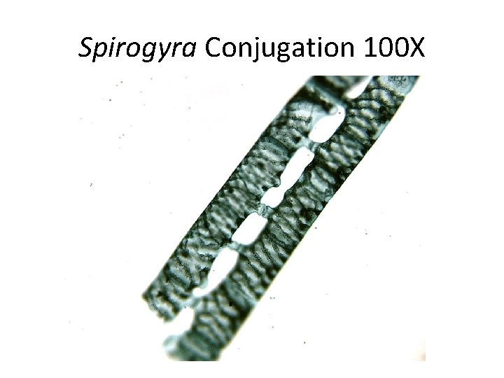 Spirogyra Conjugation 100 X 