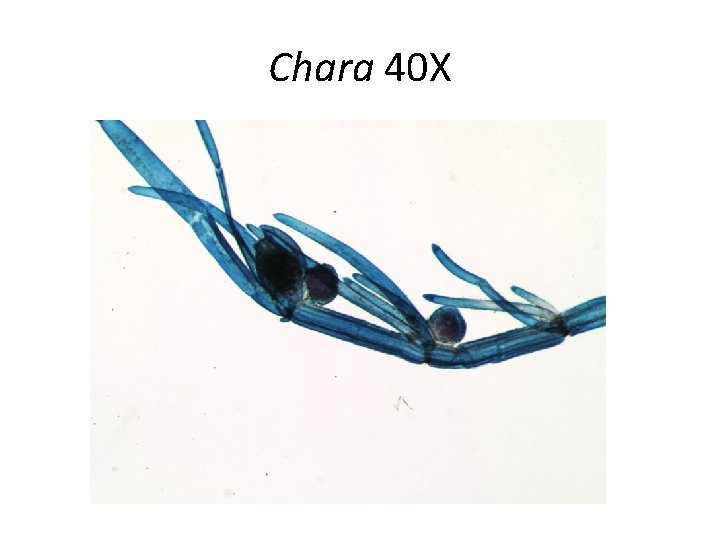 Chara 40 X 