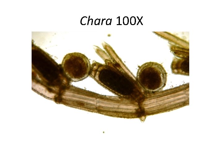 Chara 100 X 