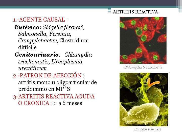 ARTRITIS REACTIVA 1. -AGENTE CAUSAL : Entérico: Shigella flexneri, Salmonella, Yersinia, Campylobacter, Clostridium difficile
