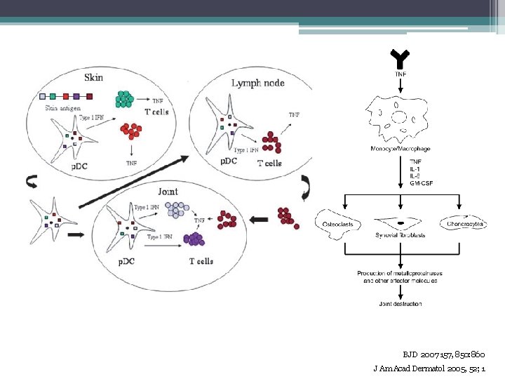 Patogenesis BJD 2007 157, 850: 860 J Am Acad Dermatol 2005, 52; 1 