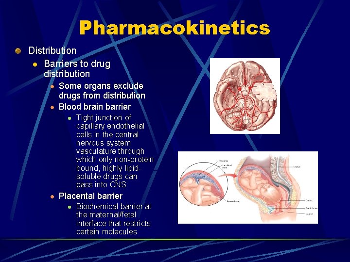 Pharmacokinetics Distribution l Barriers to drug distribution l l Some organs exclude drugs from