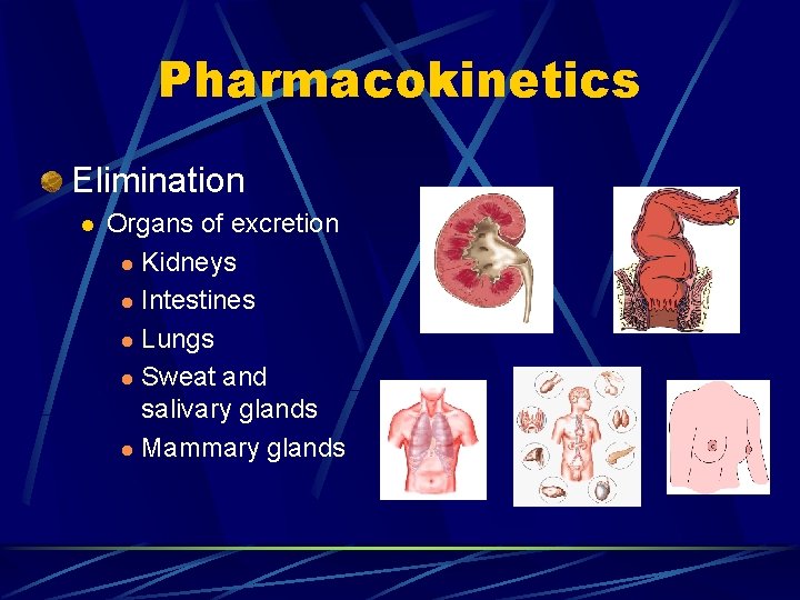 Pharmacokinetics Elimination l Organs of excretion l Kidneys l Intestines l Lungs l Sweat