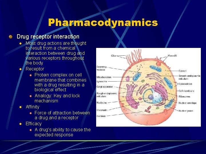 Pharmacodynamics Drug receptor interaction l l Most drug actions are thought to result from