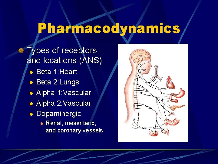 Pharmacodynamics Types of receptors and locations (ANS) l l l Beta 1: Heart Beta