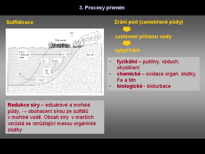 3. Procesy přeměn Zrání půd (zamokřené půdy) Sulfidizace zastavení přínosu vody vysychání • •