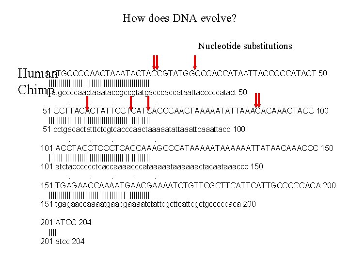How does DNA evolve? Nucleotide substitutions 1 ATGCCCCAACTAAATACTACCGTATGGCCCACCATAATTACCCCCATACT 50 Human ||||||||||||||| Chimp 1 atgccccaactaaataccgccgtatgacccaccataattacccccatact