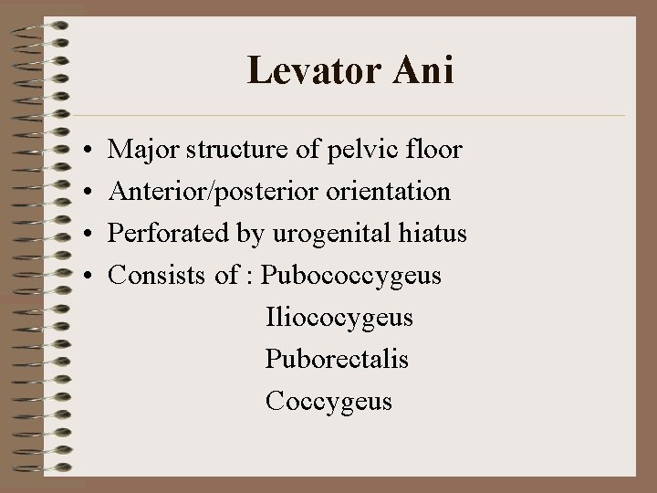 Levator Ani • • Major structure of pelvic floor Anterior/posterior orientation Perforated by urogenital