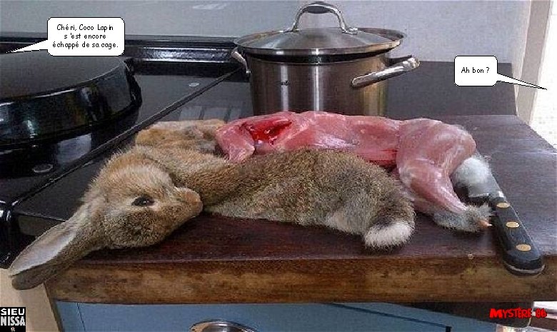 Chéri, Coco Lapin s ’est encore échappé de sa cage. Ah bon ? 