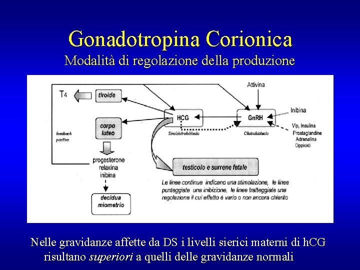 Gonadotropina Corionica Modalità di regolazione della produzione Nelle gravidanze affette da DS i livelli