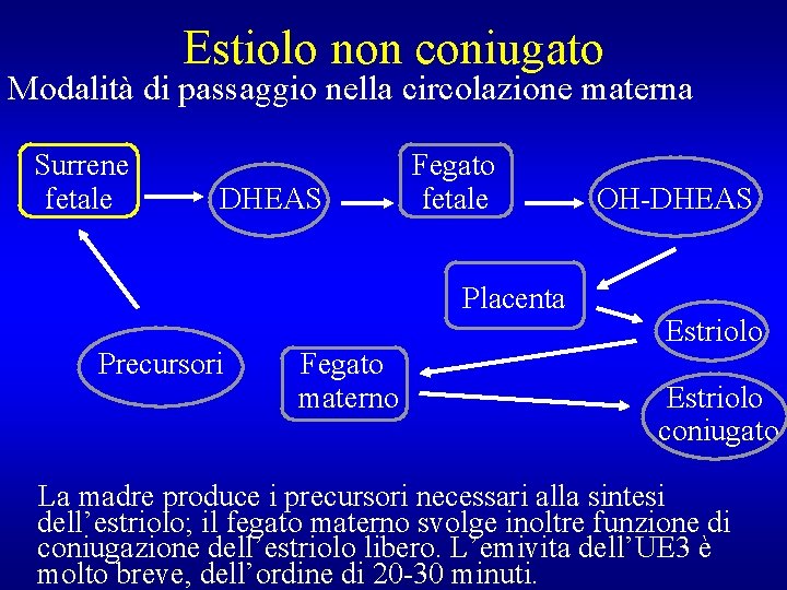 Estiolo non coniugato Modalità di passaggio nella circolazione materna Surrene fetale DHEAS Fegato fetale