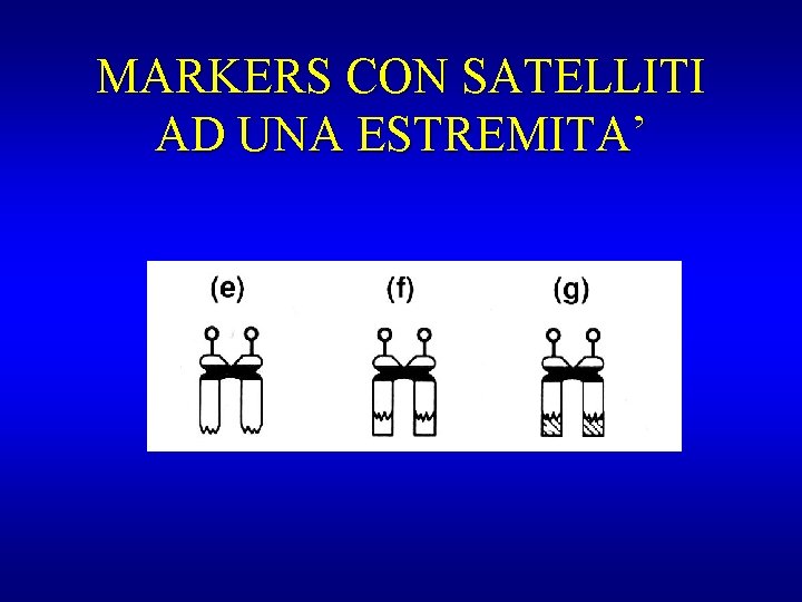 MARKERS CON SATELLITI AD UNA ESTREMITA’ 