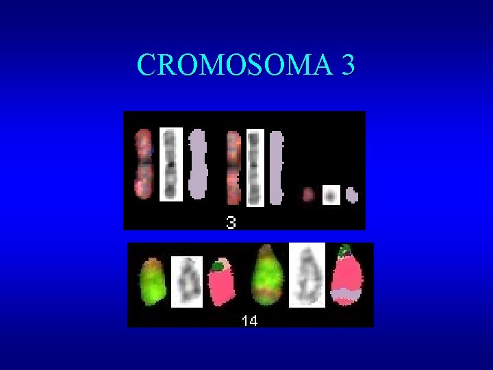 CROMOSOMA 3 