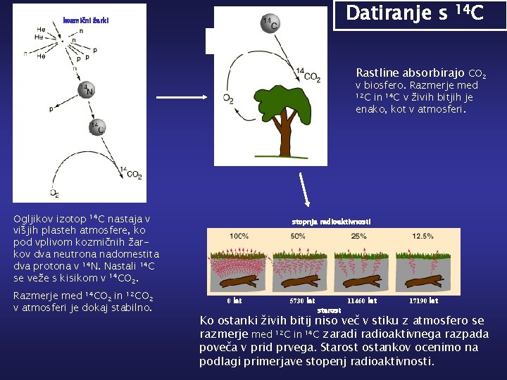Datiranje s kozmični žarki 14 C Rastline absorbirajo CO 2 v biosfero. Razmerje med