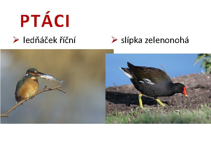 PTÁCI Ø ledňáček říční Ø slípka zelenonohá 