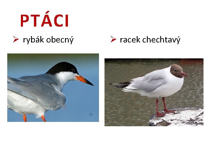 PTÁCI Ø rybák obecný Ø racek chechtavý 