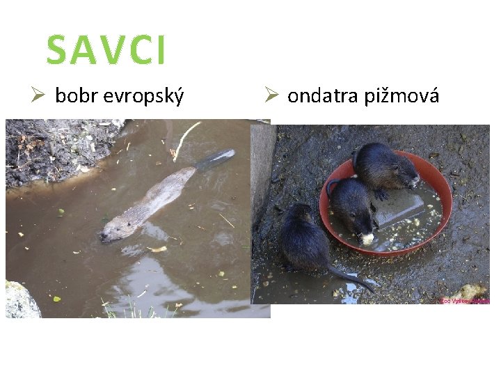 SAVCI Ø bobr evropský Ø ondatra pižmová 