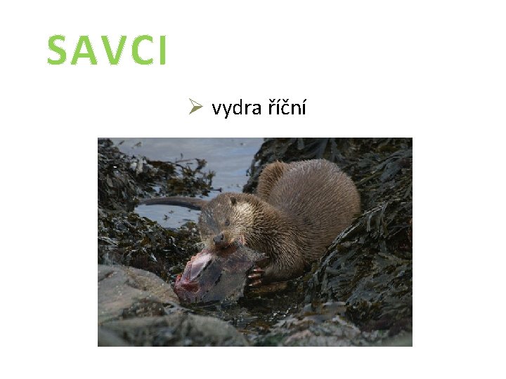 SAVCI Ø vydra říční 