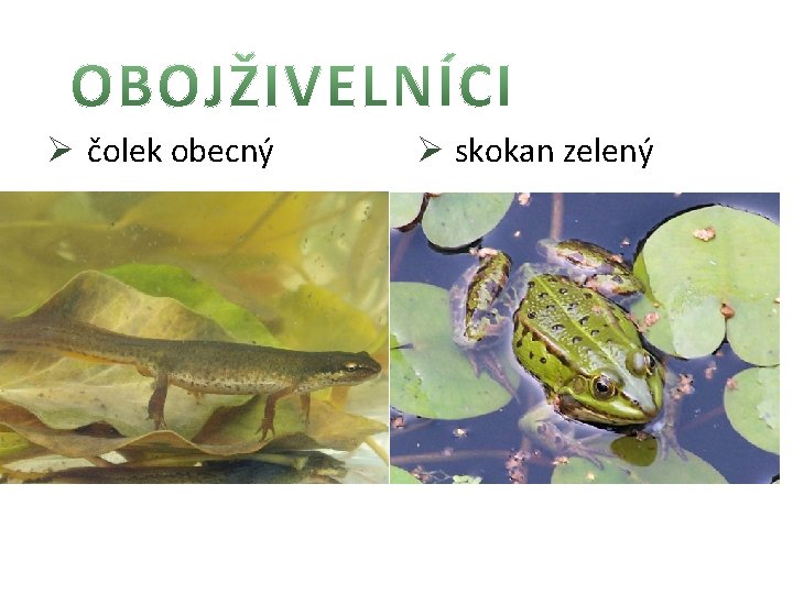 Ø čolek obecný Ø skokan zelený 