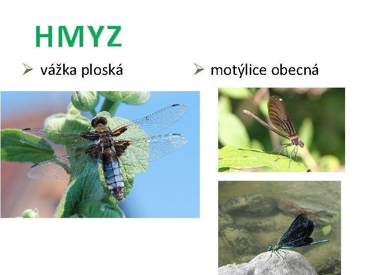 HMYZ Ø vážka ploská Ø motýlice obecná 