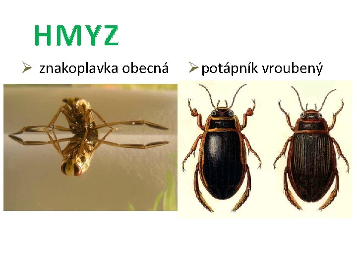 HMYZ Ø znakoplavka obecná Ø potápník vroubený 