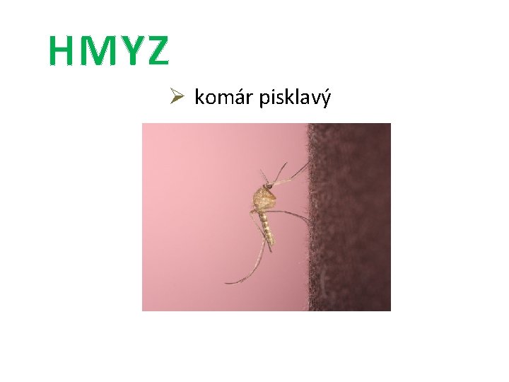 HMYZ Ø komár pisklavý 